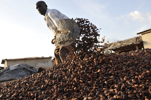 Côte d`Ivoire : Cacao les planteurs ivoiriens attendent de Ouattara de meilleurs revenus